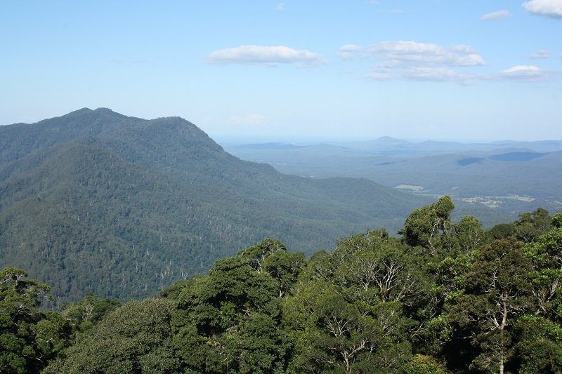 Dorrigo National Park near Armidale NSW
