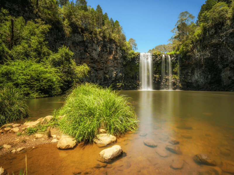 dorrigo national park nsw