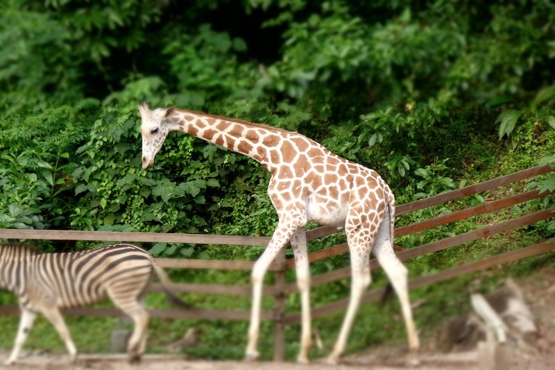 Animal Kingdom at Lost World of Tambun
