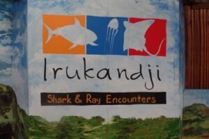 Irukandji Shary and Ray Encounters