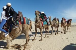 Camel Safari at Port Stephens