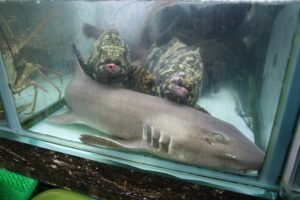 Best Things to Do in Phuket Thailand 12 fish 01