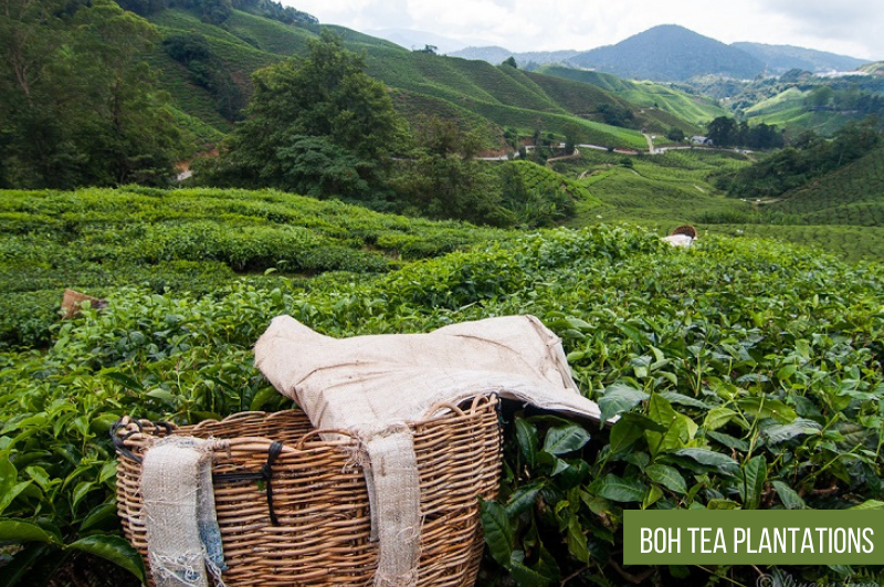 Cameron Highlands from KL: Step‑by‑Step Travel Guide 2026 4 Cameron Highlands from KL