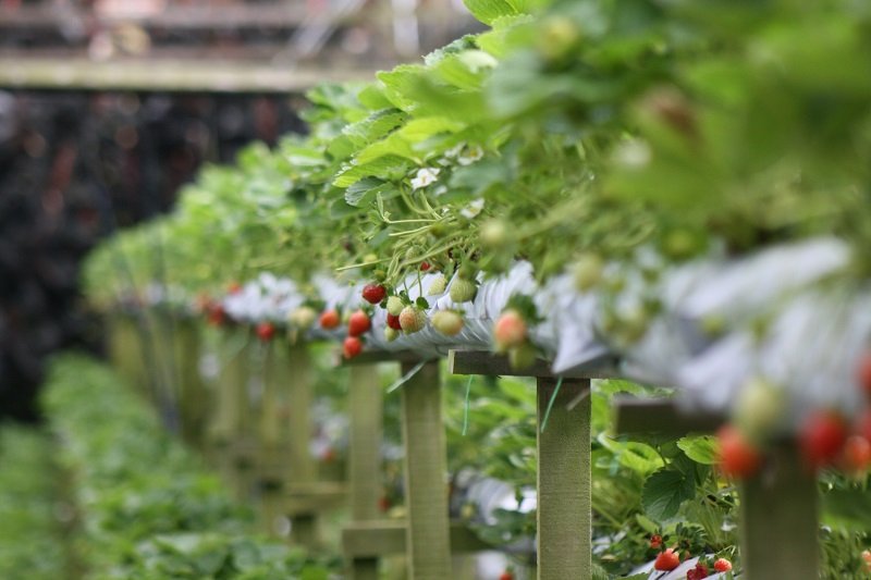 Cameron Highlands from KL: Step‑by‑Step Travel Guide 2026 7 straw