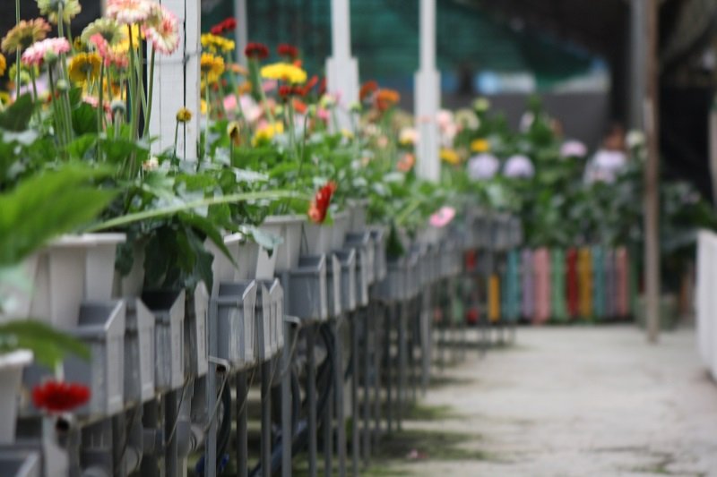 Cameron Highlands from KL: Step‑by‑Step Travel Guide 2026 10 strawberry 13