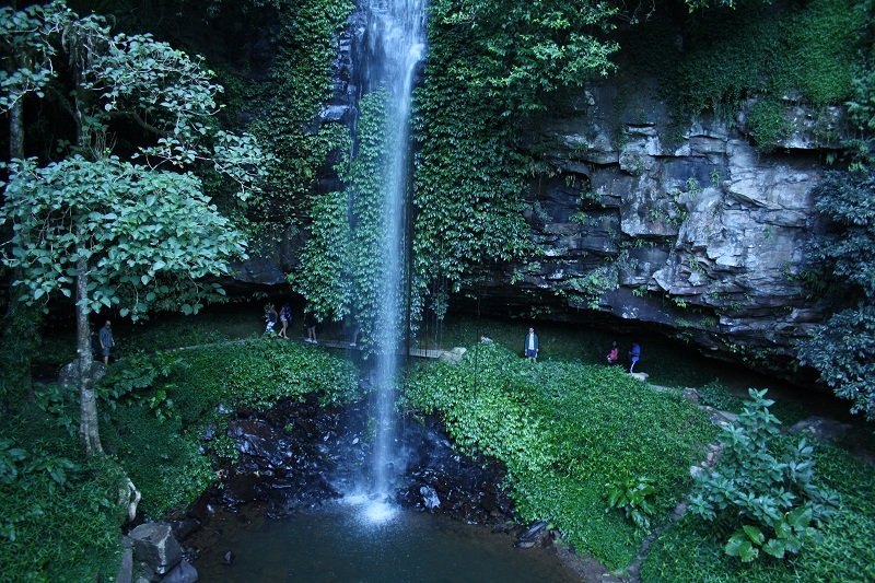 waterfall in dorrigo national park