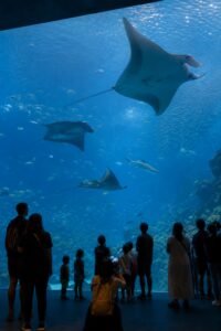 singapore aquarium 1